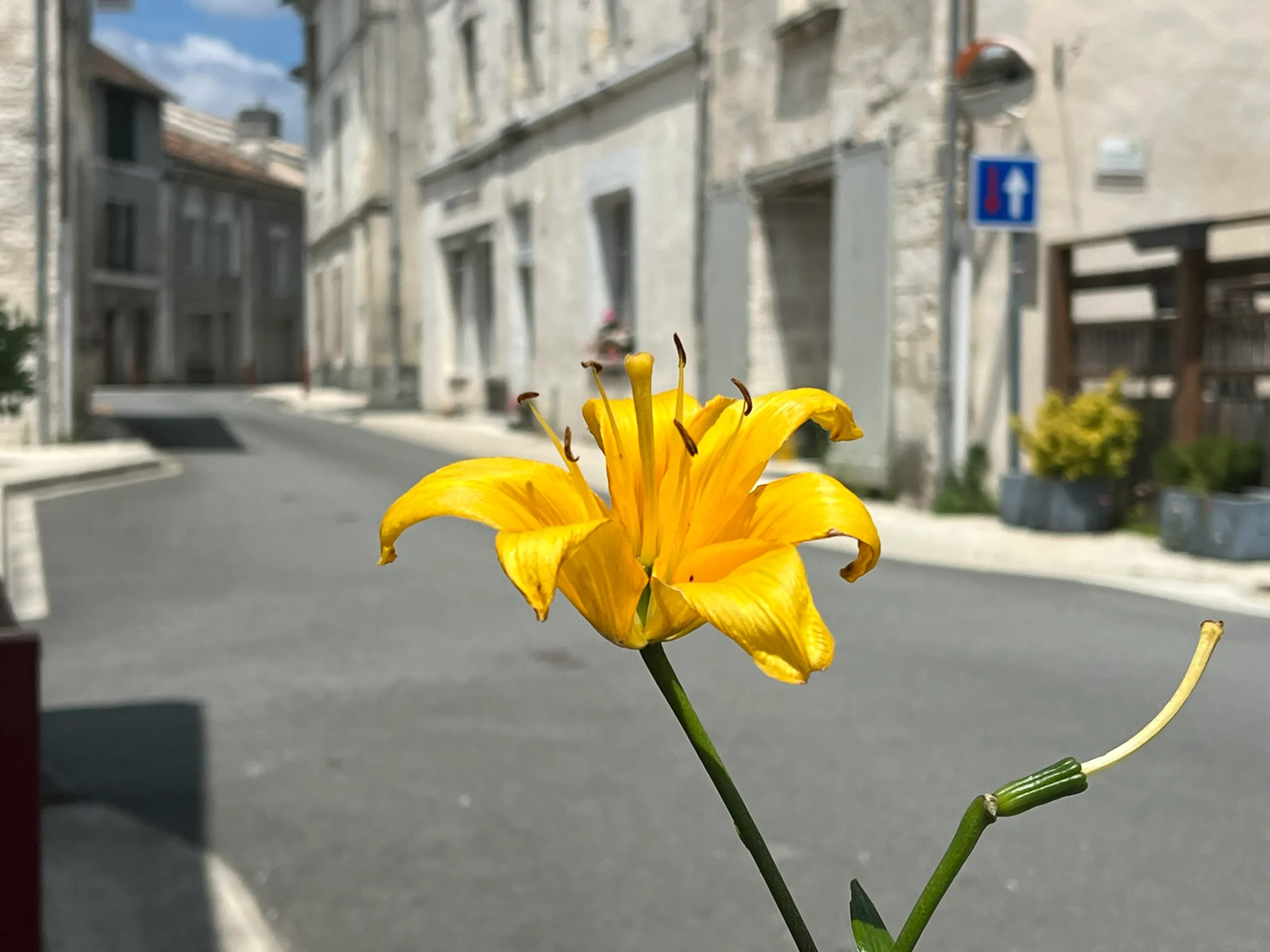Relaxation and inspiration Yellow flower on a street