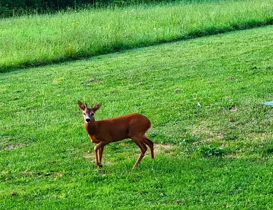 Lush outdoor gardens