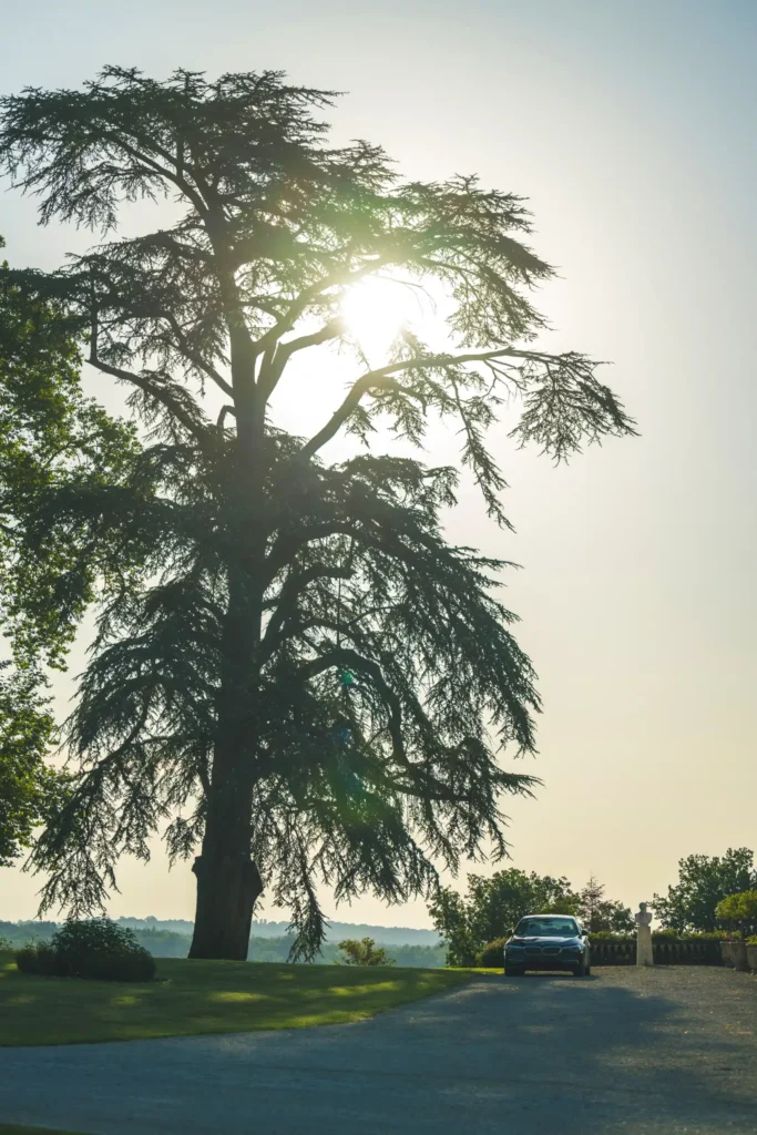 The big tree at the entrance of the castle