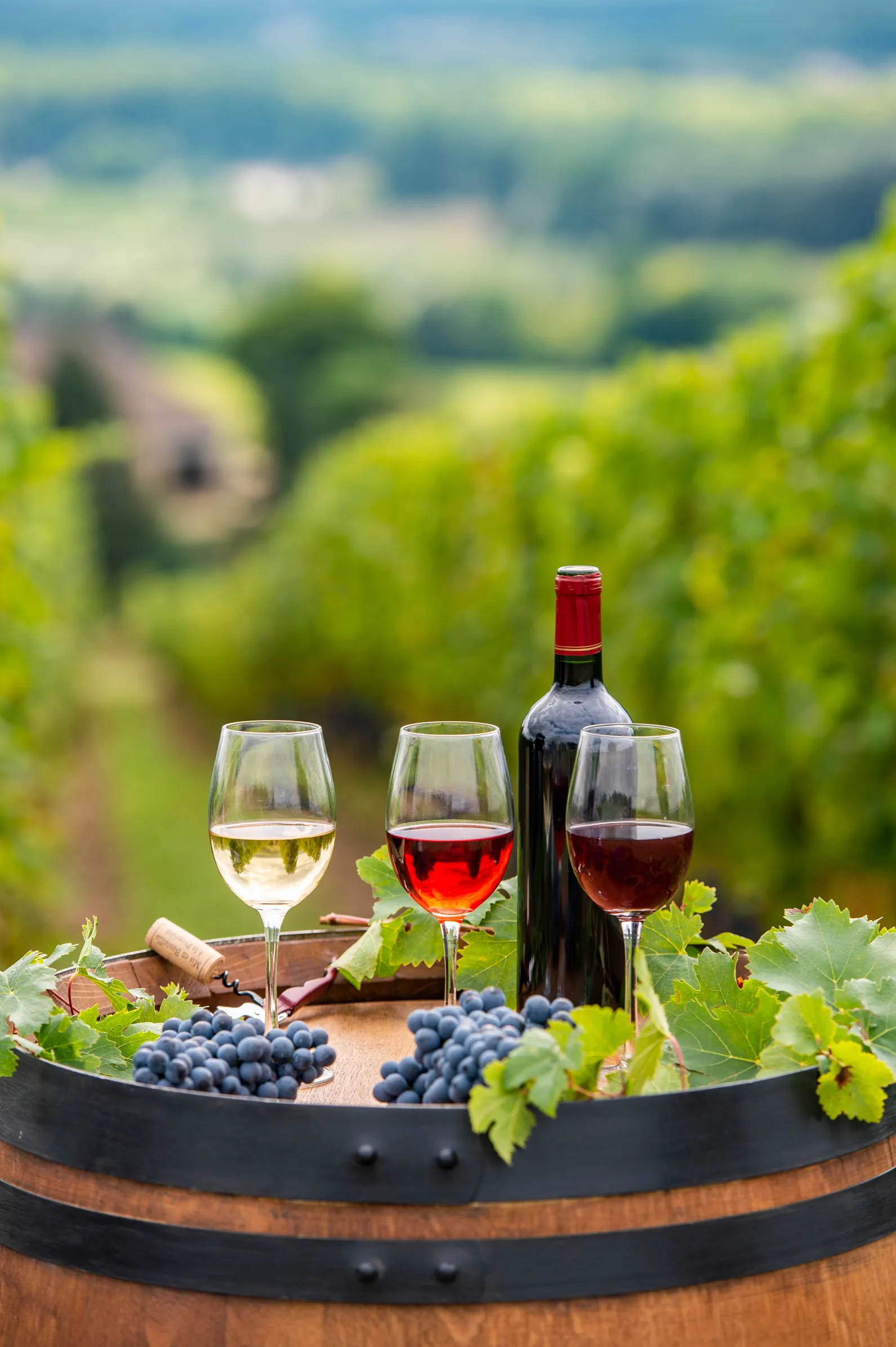 Vineyard tours and tastings near Bordeaux, Saint-Émilion, and Cognac