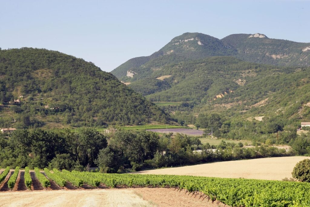 vineyard of the Drôme Provence