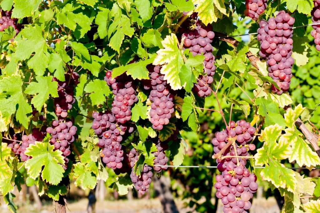 grapevine in vineyard Alsace, France