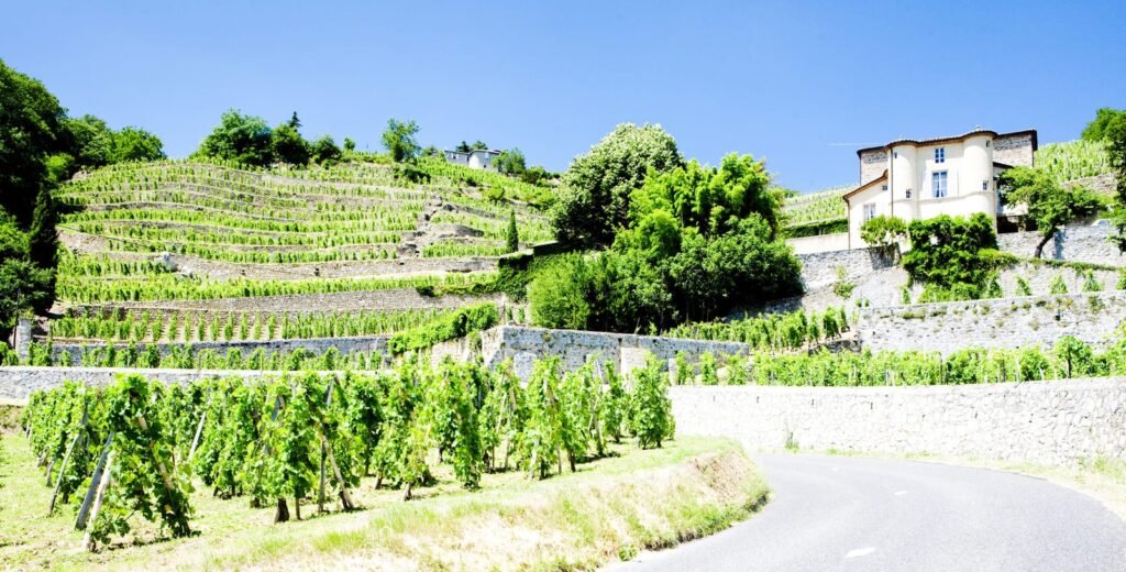 vineyard of Chateau Grillet, Rhone-Alpes, France