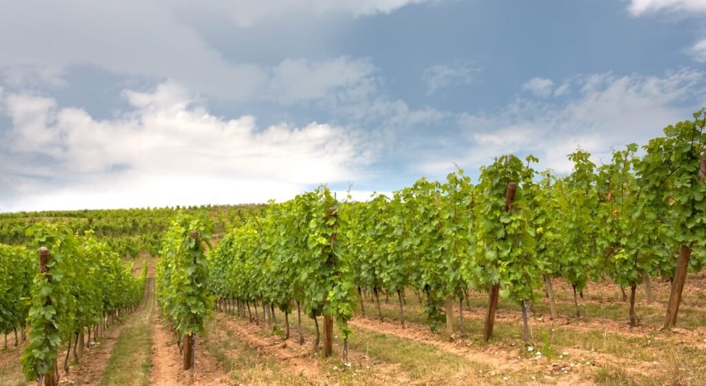 vine rows at vineyard in Alsace, France