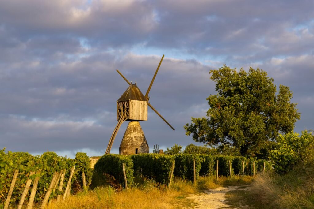 vineyard near Montsoreau, Pays de la Loire, France