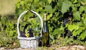 best bergerac and dordogne wineries