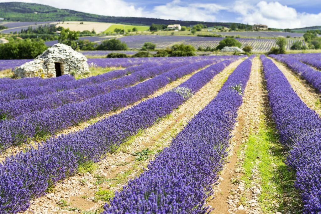 Lavender fields in Provence