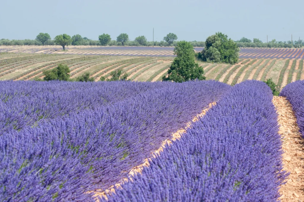 Provence & Luberon